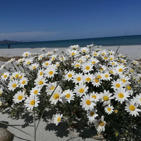 Apartamento Sunflower House *