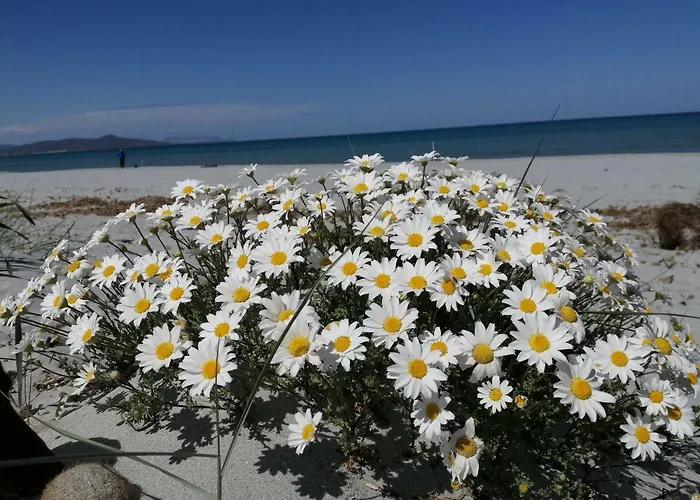 Apartamento Sunflower House *